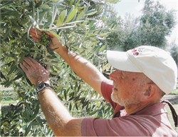 Doubling Olive Yields Possible — Research